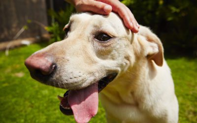 Heat Stroke – Common Dog and Pet Problem in Madeira Beach  FL